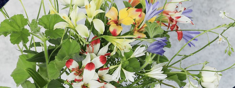 �ꗬ�z�e���̃E�F�f�B���O����|�����Ƃ̉ԉ� hanna���T�C�g